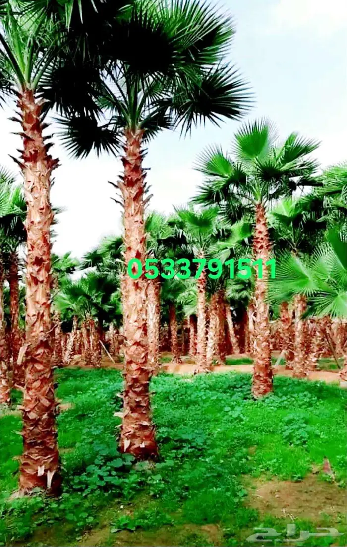 نخل واشنطني زينه واشنطن للبيع والتوريد 0