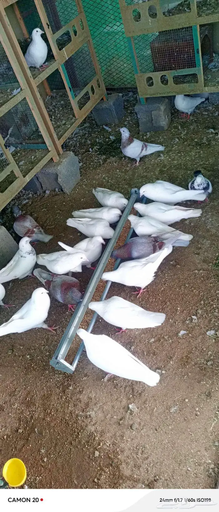 حمام فرنسي للبيع 0