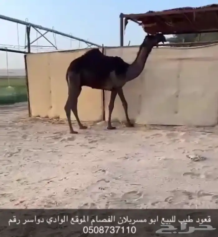 قعود كفوو للبيع سلالته كفو 0