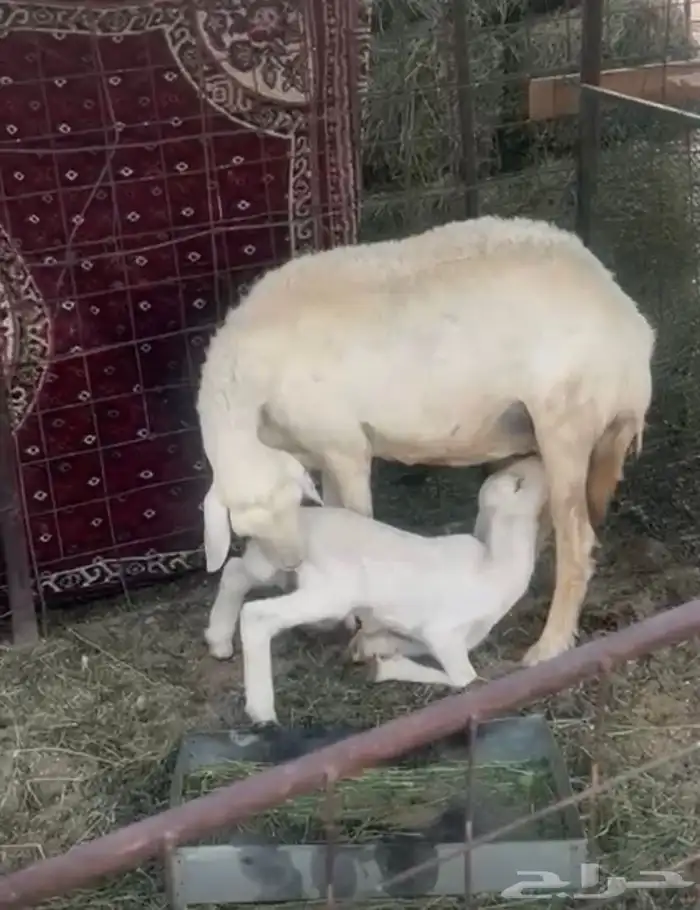 حريه والد معها خروف 5