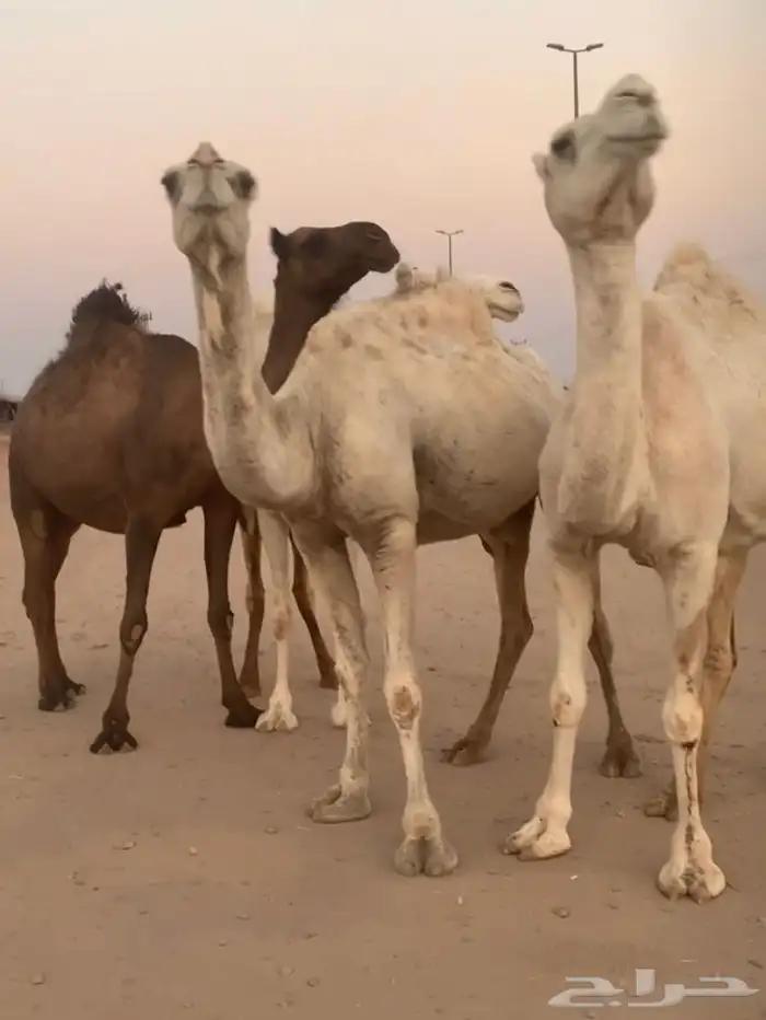 القحات العدد 4 تم البيع 1