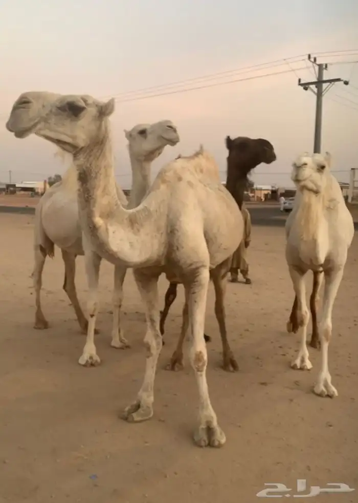 القحات العدد 4 تم البيع 4