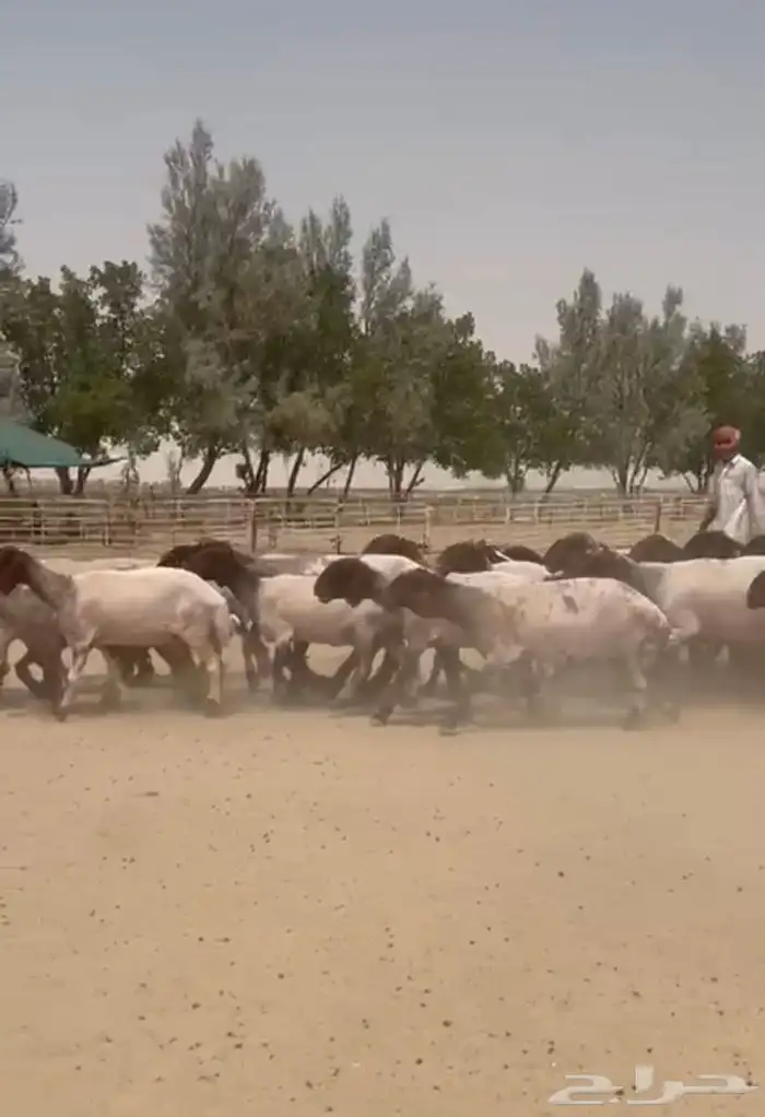 غنم نعيم دفيع للبيع 2
