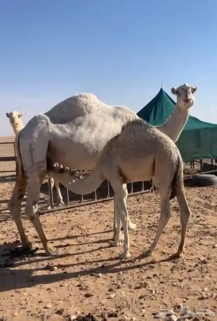 حوار لباني بكره الصبح بالملحمة 1