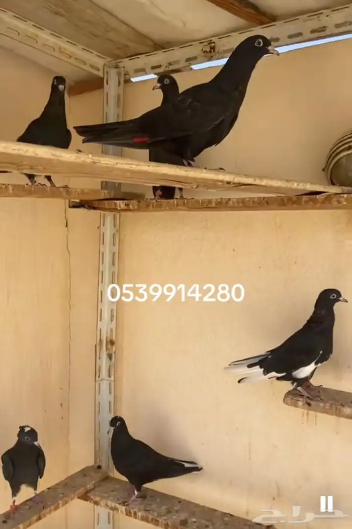 حمام قطايف نوادر 1