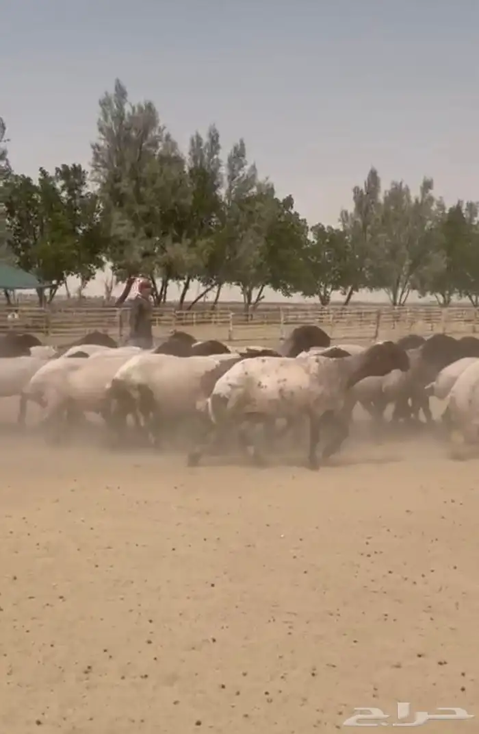 غنم نعيم دفيع للبيع 6