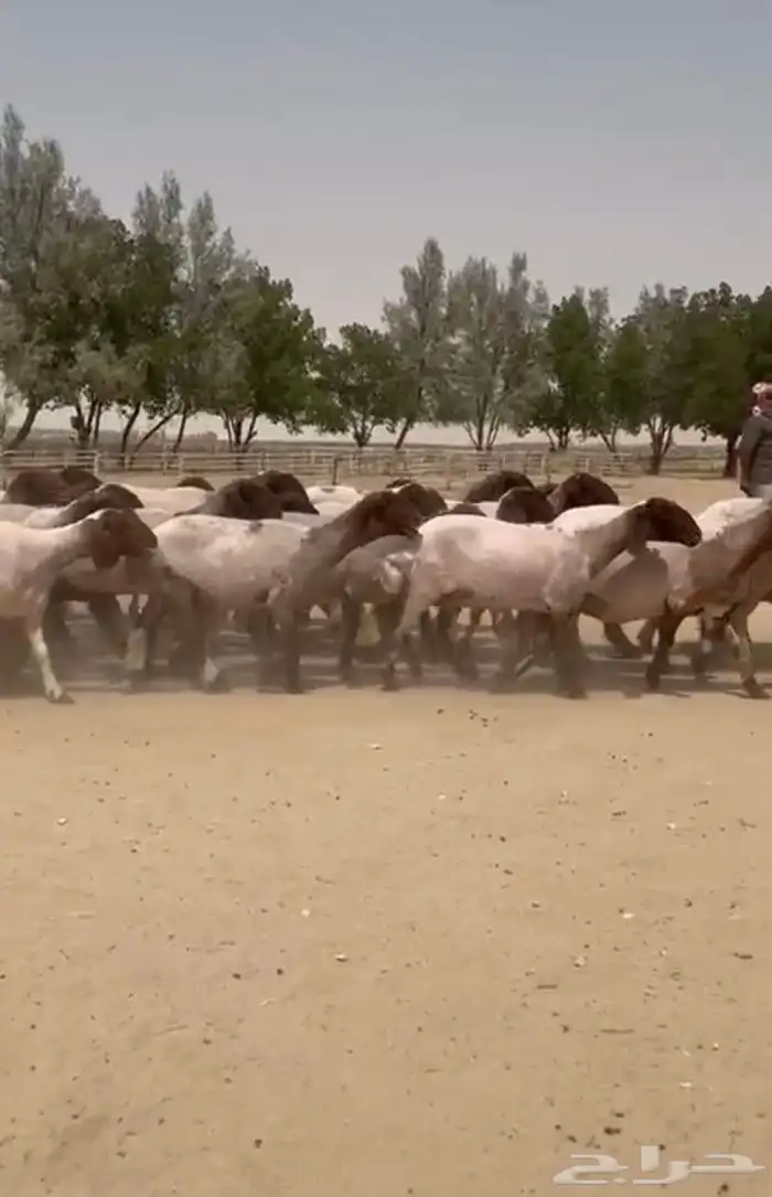 غنم نعيم دفيع للبيع 10