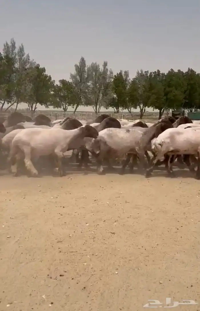 غنم نعيم دفيع للبيع 15