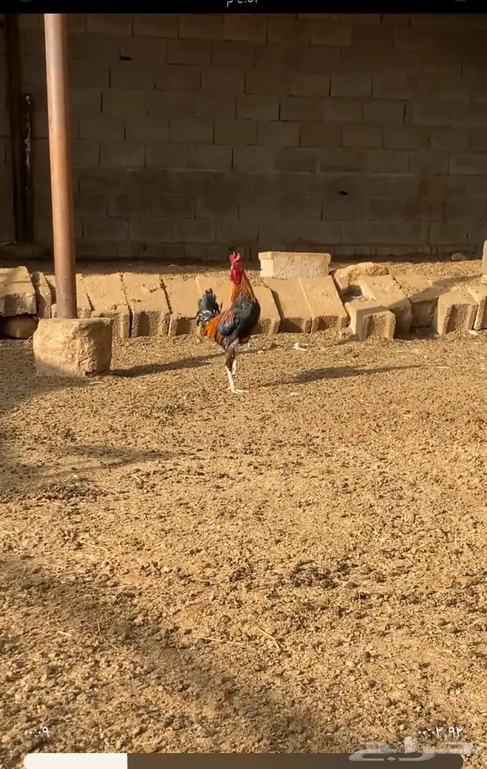 ديك ابو تاج 0