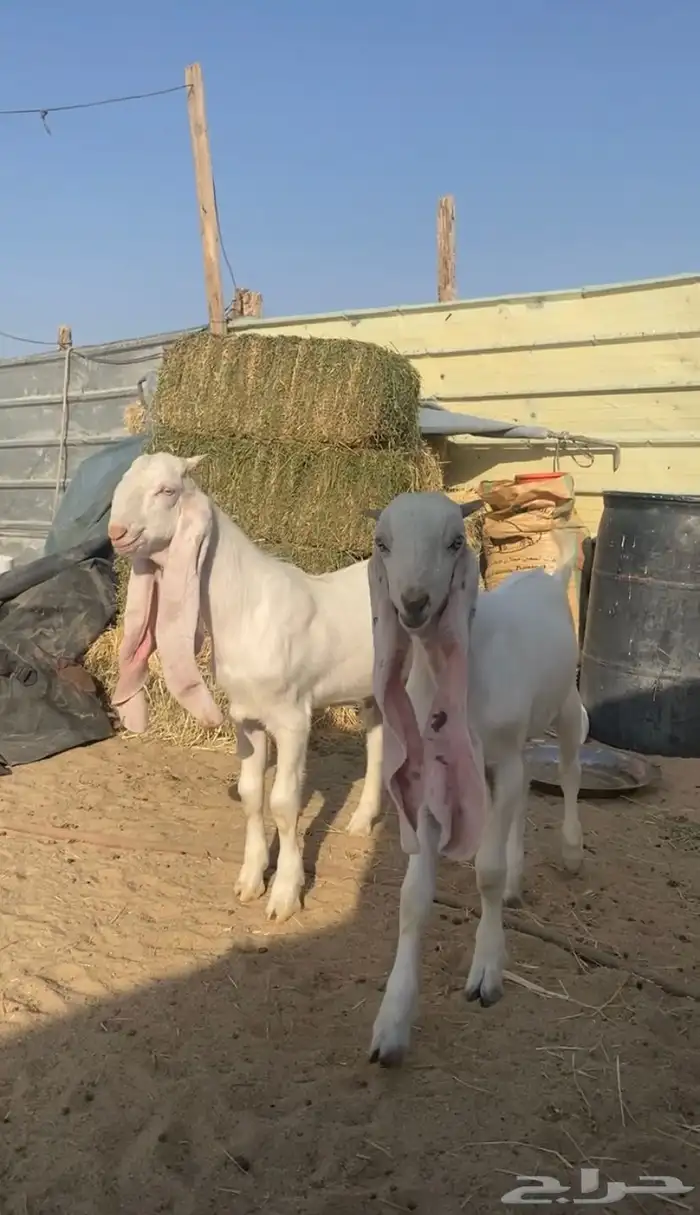 تيوس هولندي 0
