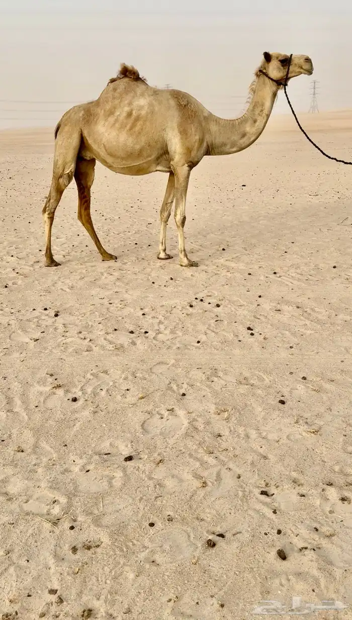 سودانيه طيبه لقحه 1