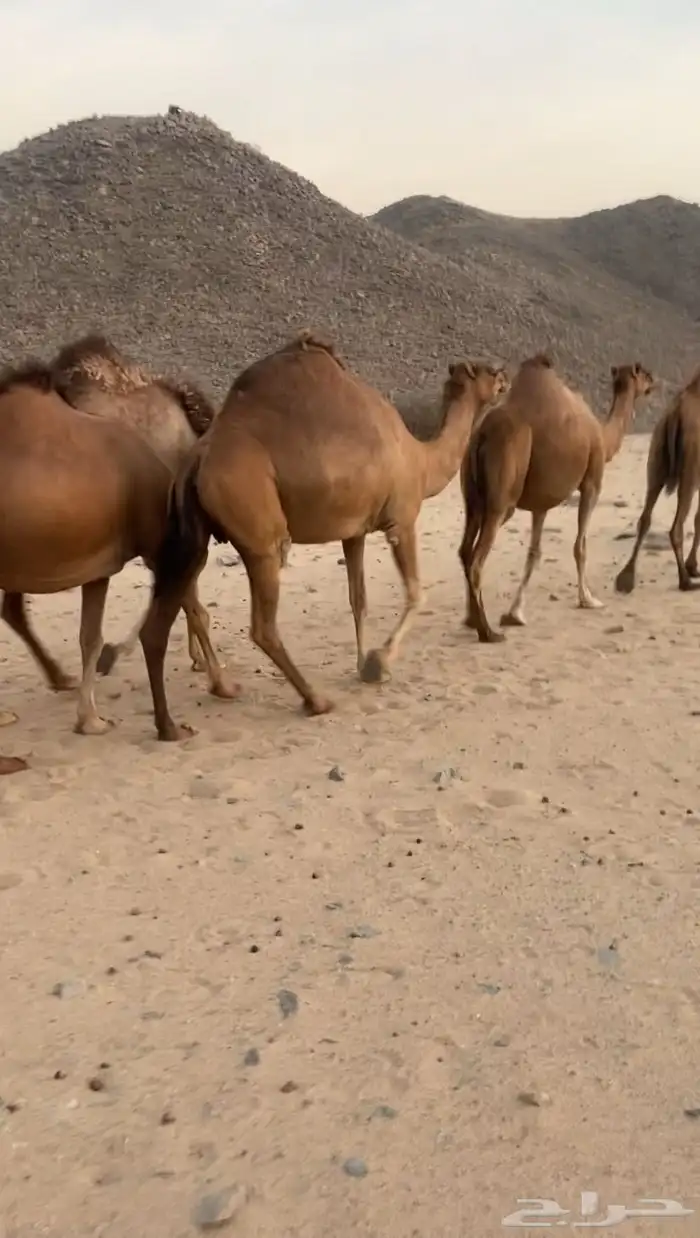 مراح ابل سواحل تم للبيع 0