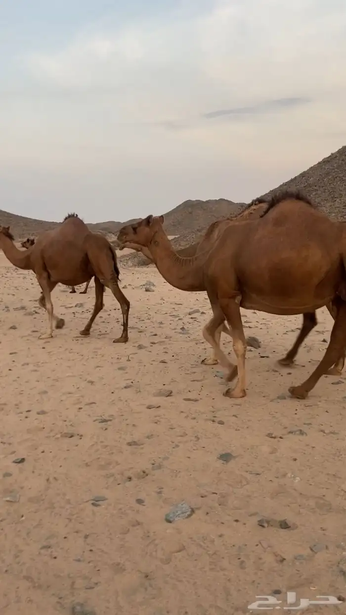 مراح ابل سواحل تم للبيع 15
