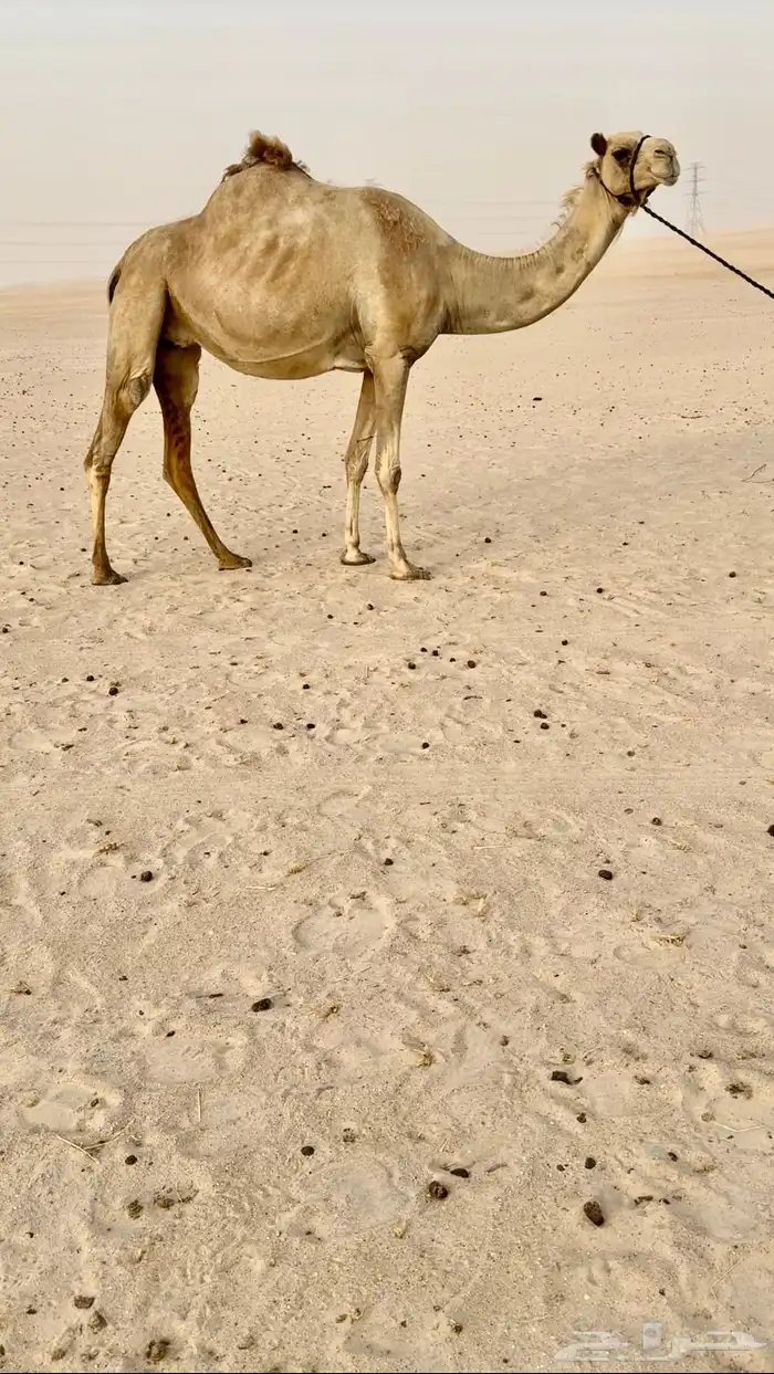سودانيه طيبه لقحه 0