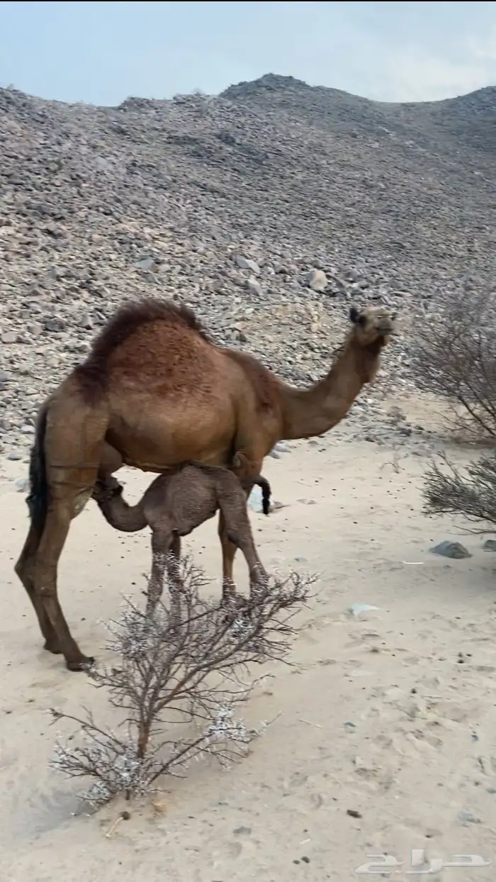 مراح ابل سواحل تم للبيع 8