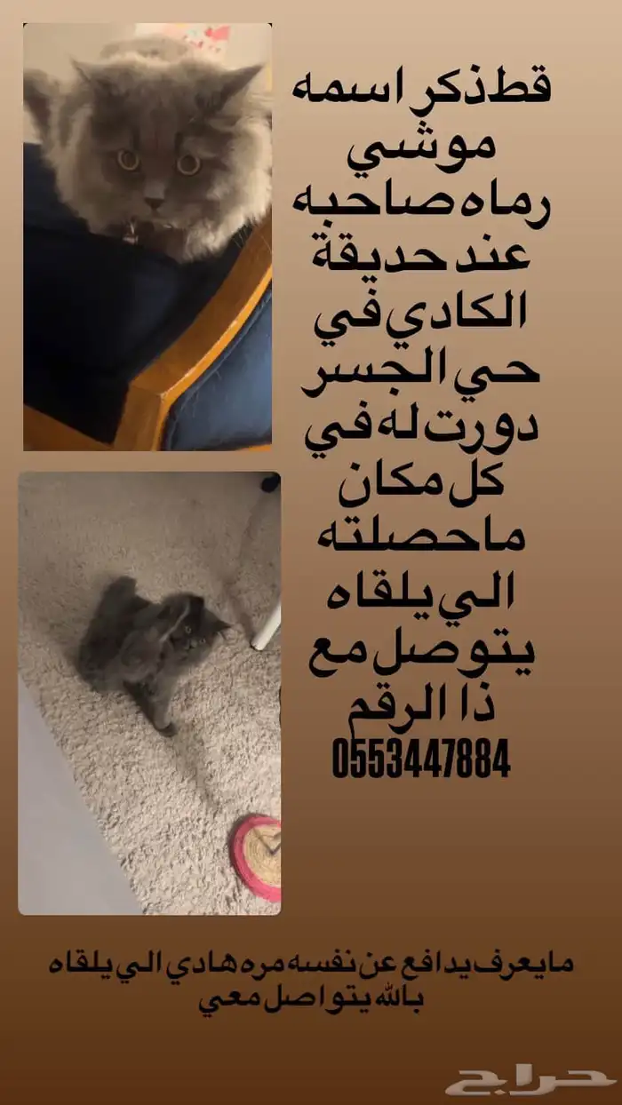 قط مفقود 0