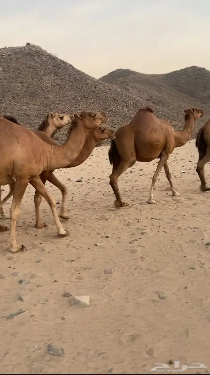 مراح ابل سواحل تم للبيع 2