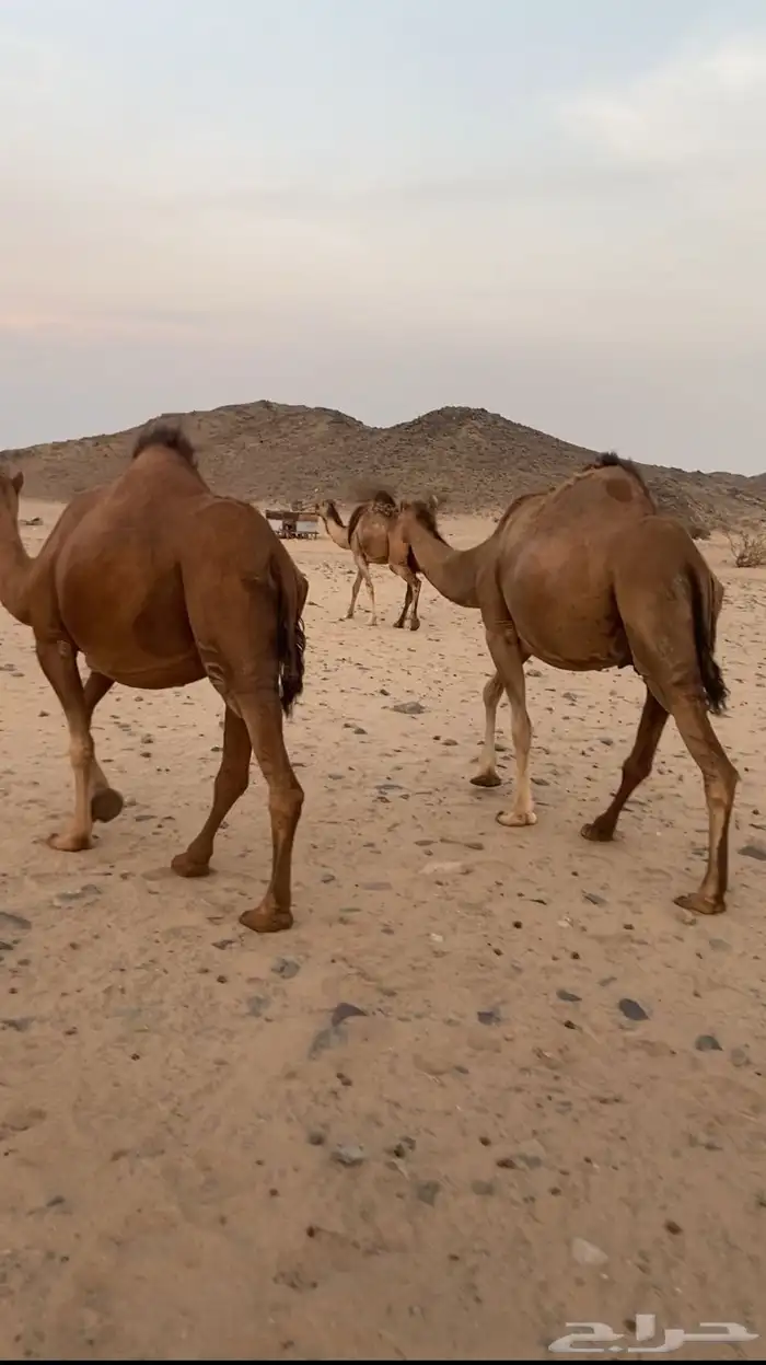مراح ابل سواحل تم للبيع 5