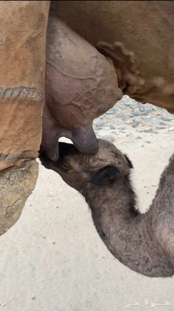 مراح ابل سواحل تم للبيع 11
