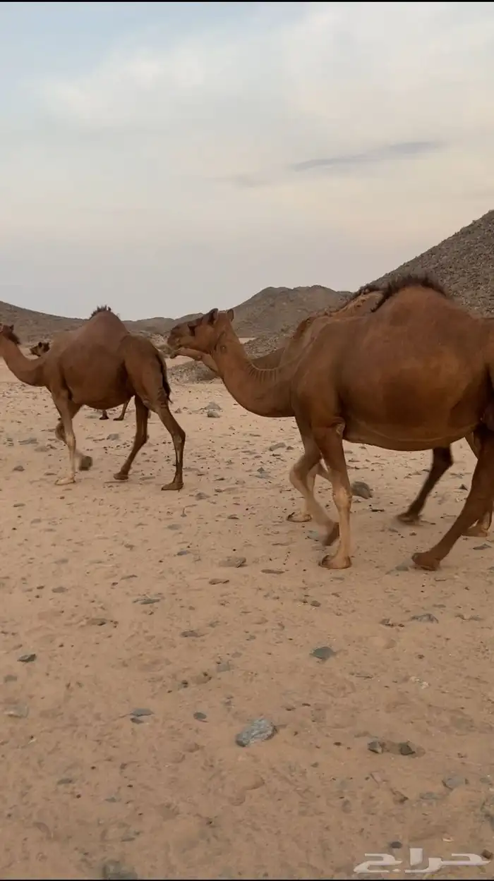 مراح ابل سواحل تم للبيع 7