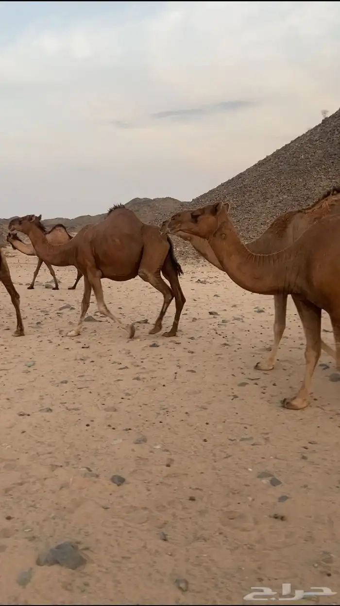 مراح ابل سواحل تم للبيع 6
