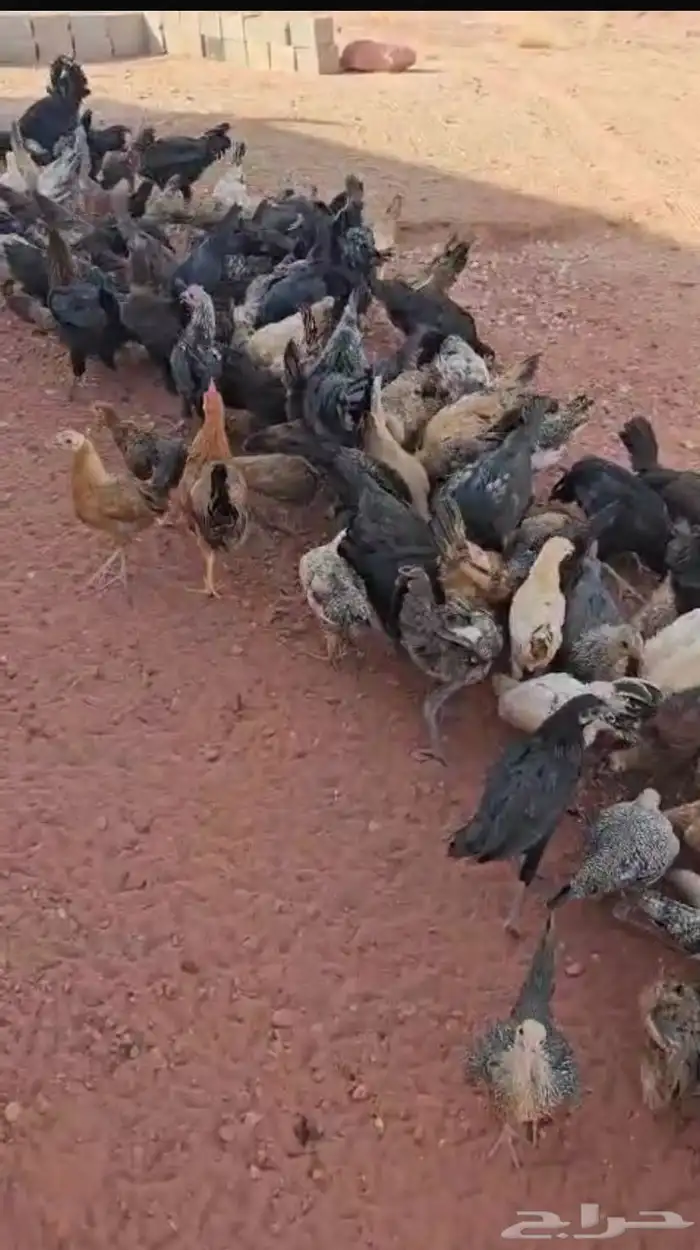 دجاج وديوك 0