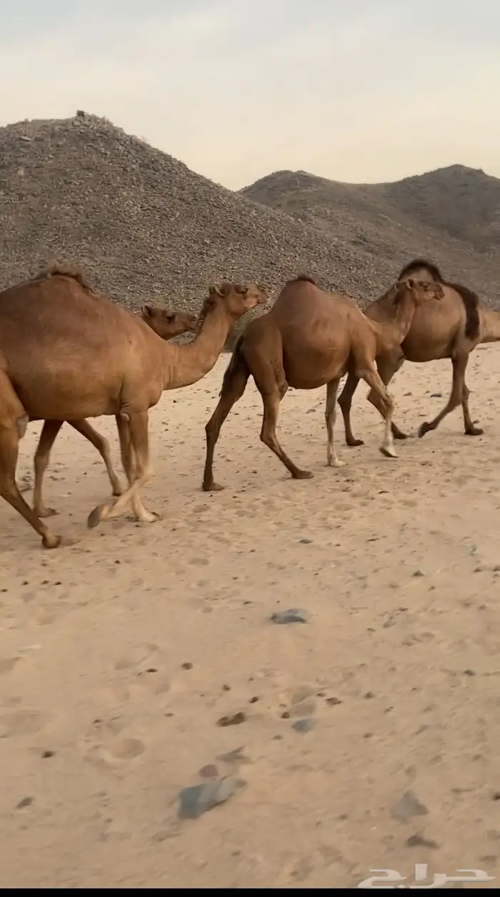 مراح ابل سواحل تم للبيع 1