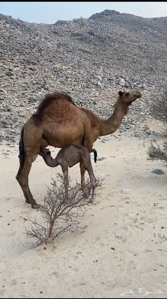 مراح ابل سواحل تم للبيع 9