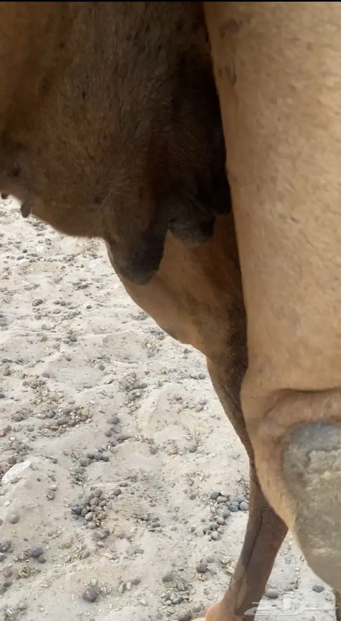 مراح ابل سواحل تم للبيع 14