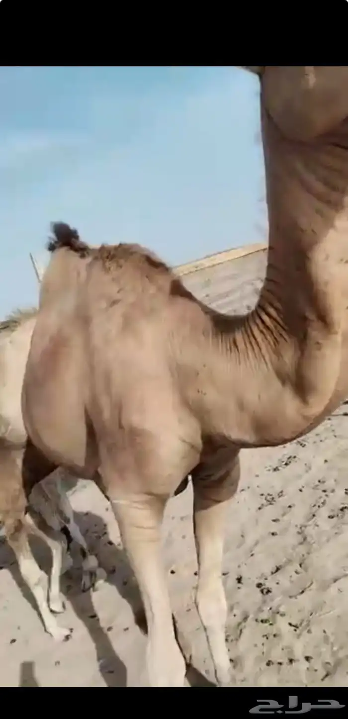نياق 2