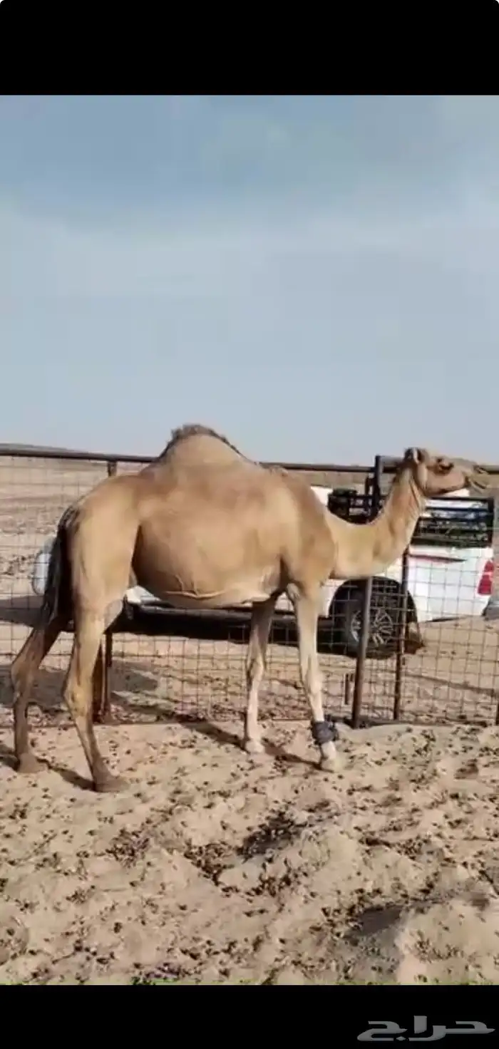 نياق 1