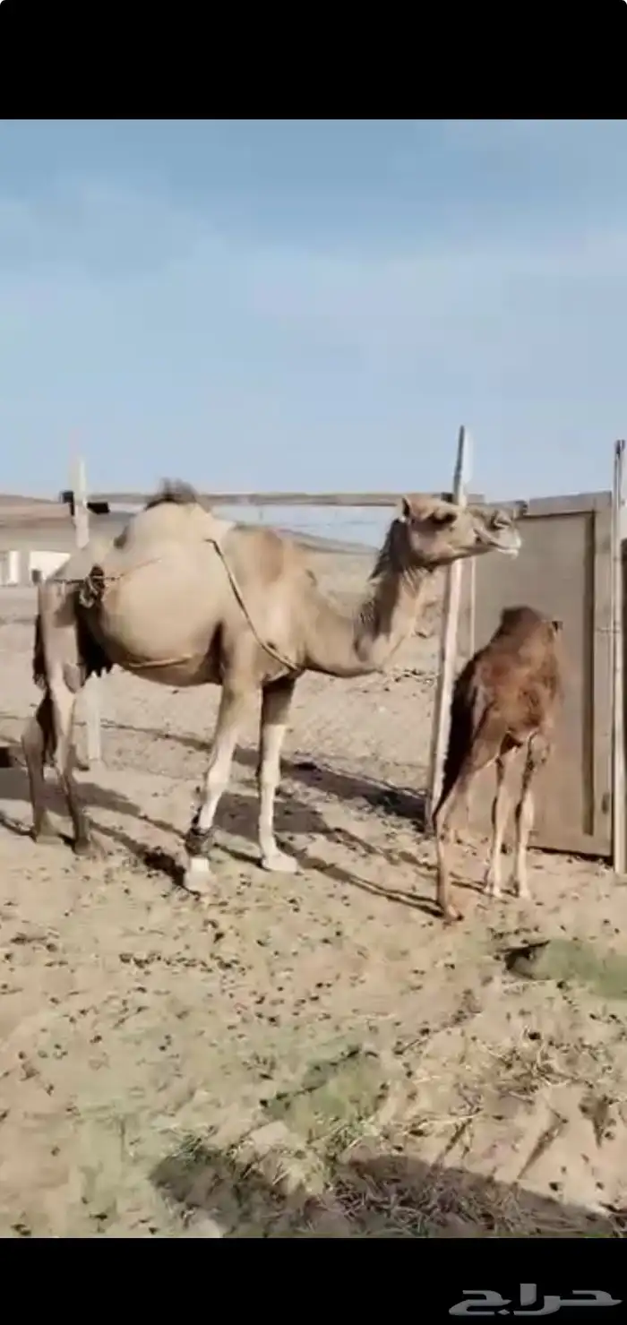نياق 0