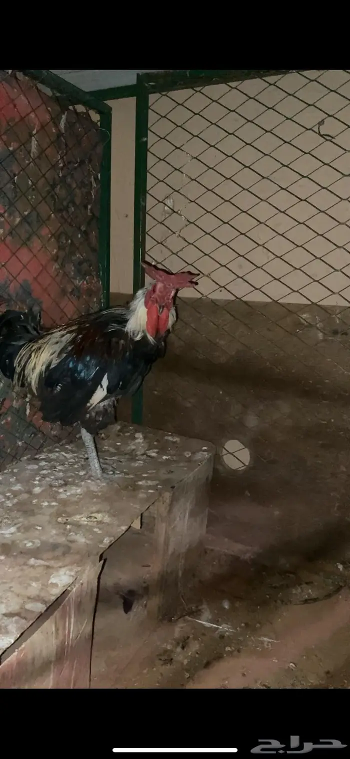 ديكه عربيه العرف تاج مستوا 1