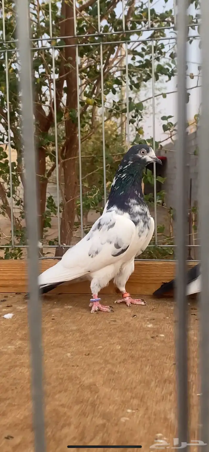 جوز تيدي بيور 0