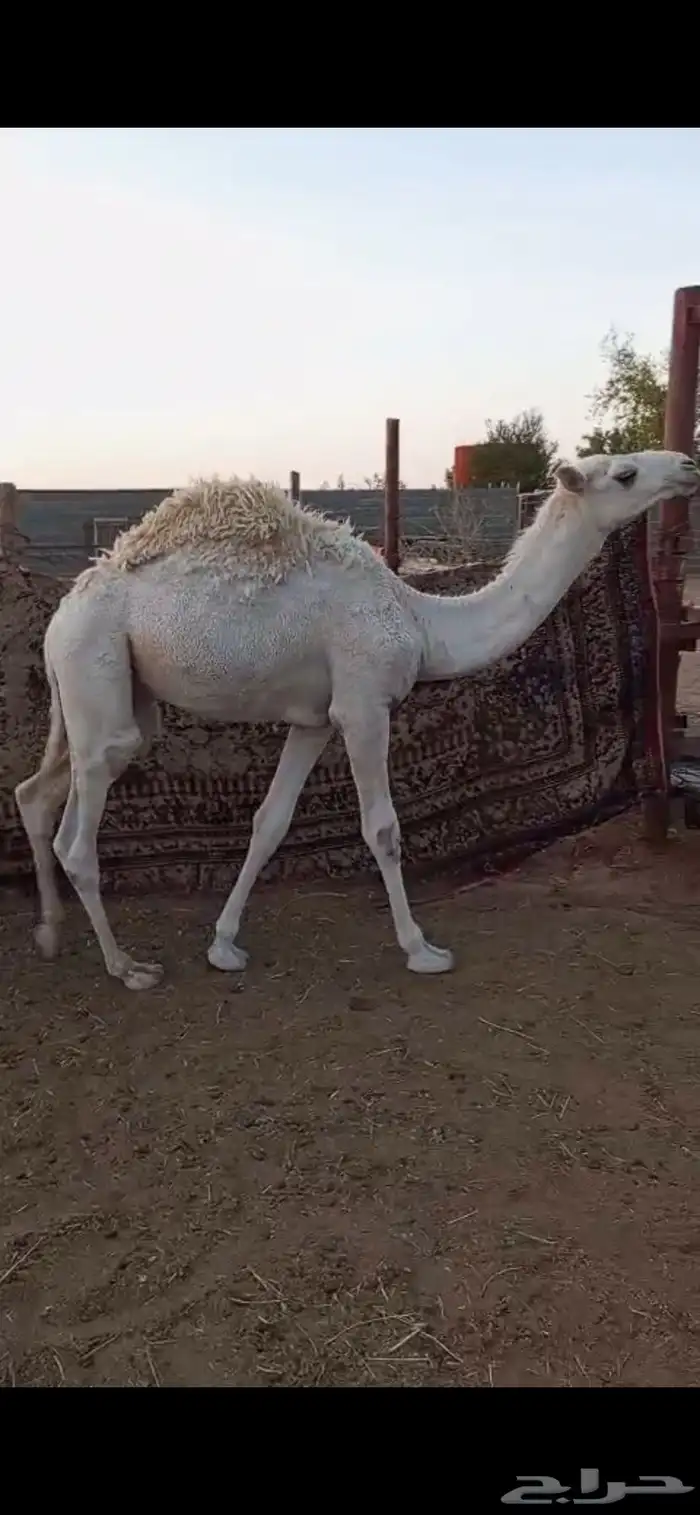 حاشي فل شحم شرط 1