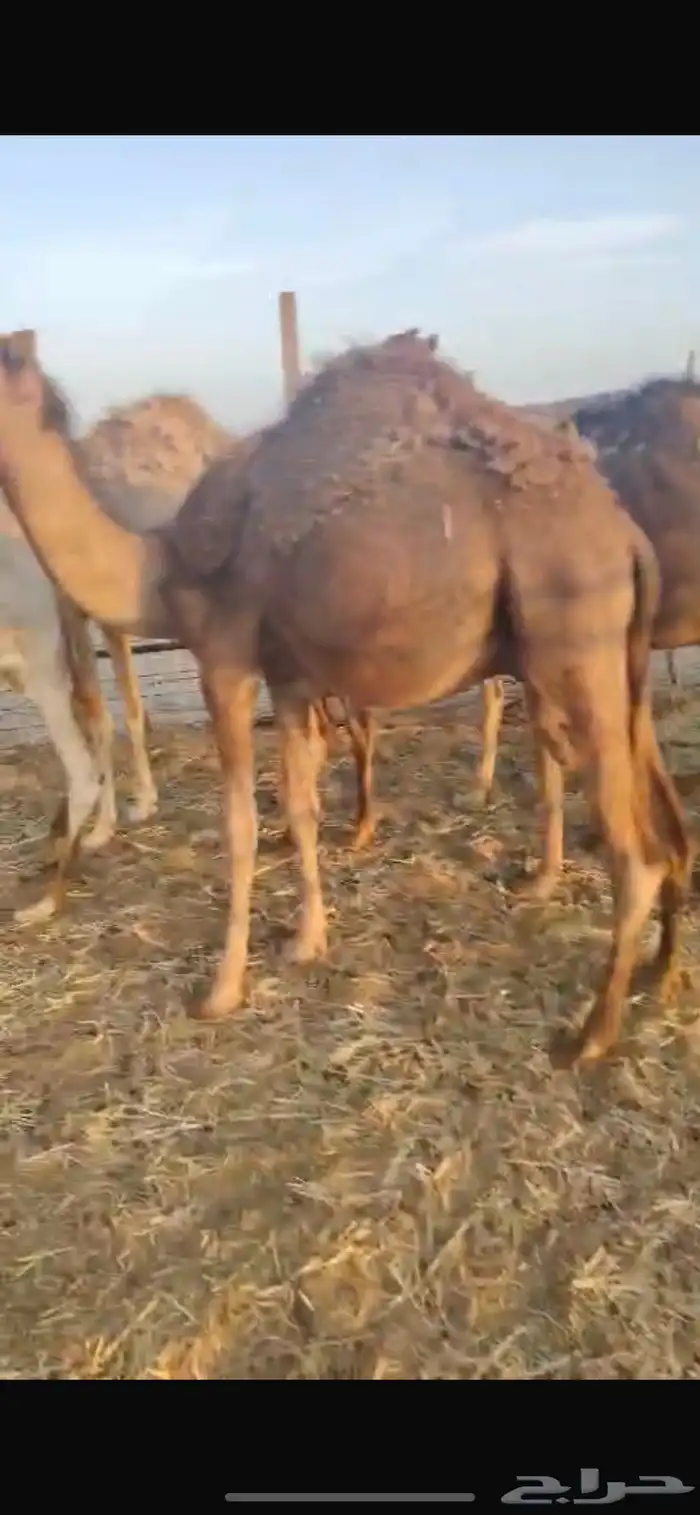 قعدان 2