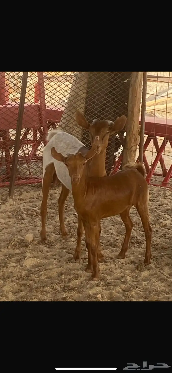 جفره ثنيه تحتها جفره 0