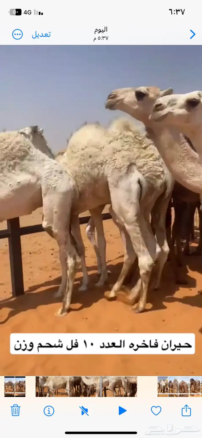 حيران طايشه 11