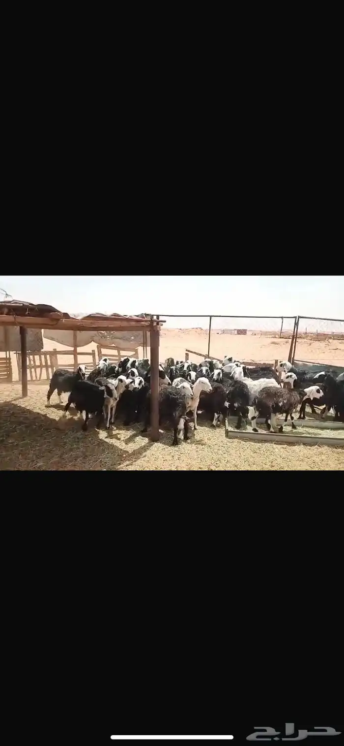 ضان دفيع ومتابيع 0