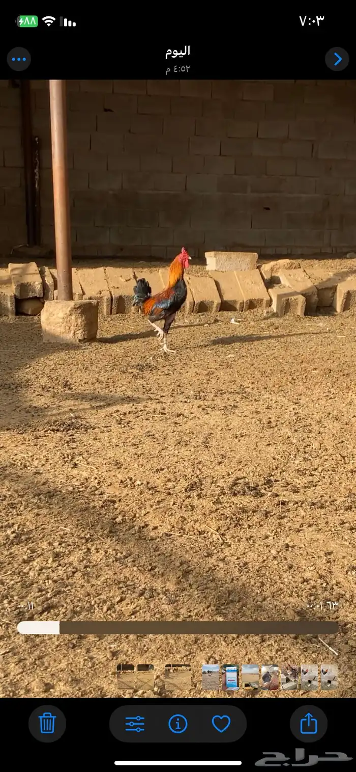 ديك ابو تاج 1
