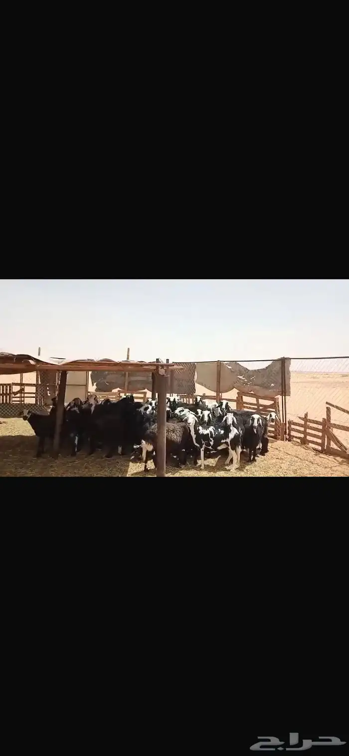 ضان دفيع ومتابيع 3