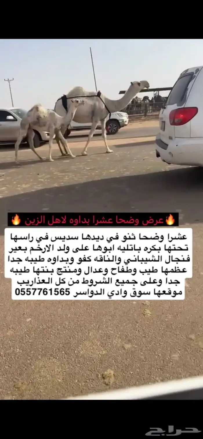 عشرا وضحا بداوه كفو 0