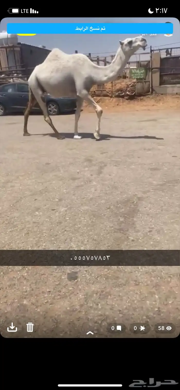 للبيع الخفوت الي ميت ولده 1