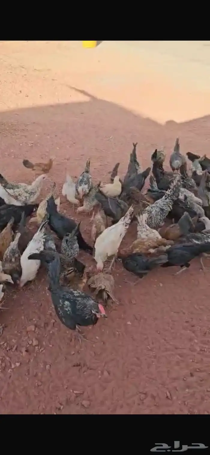 دجاج وديوك 1