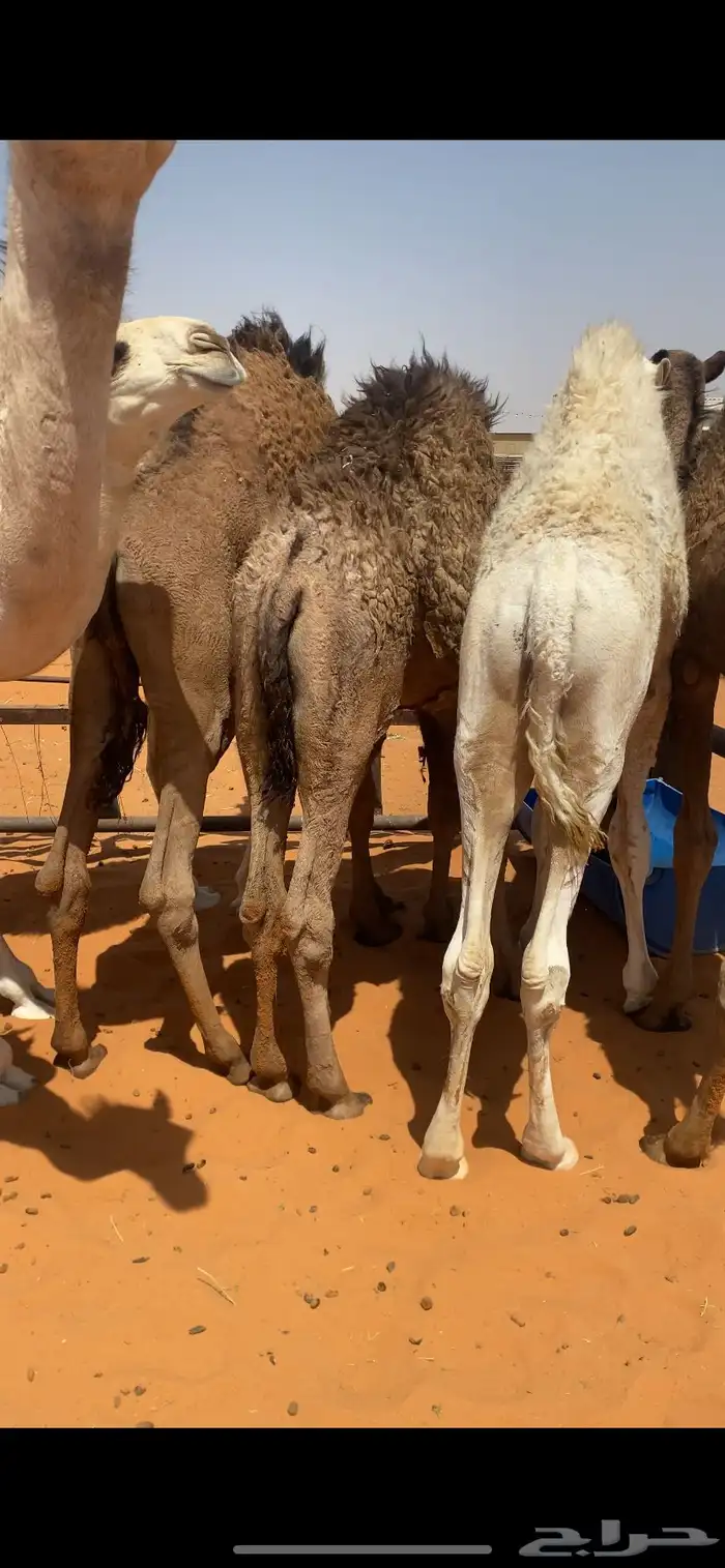 حيران طايشه 1