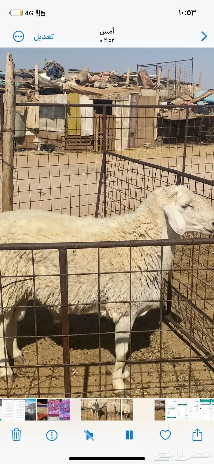 فحل حري طيب مشروط مفحوص ملطيه 1