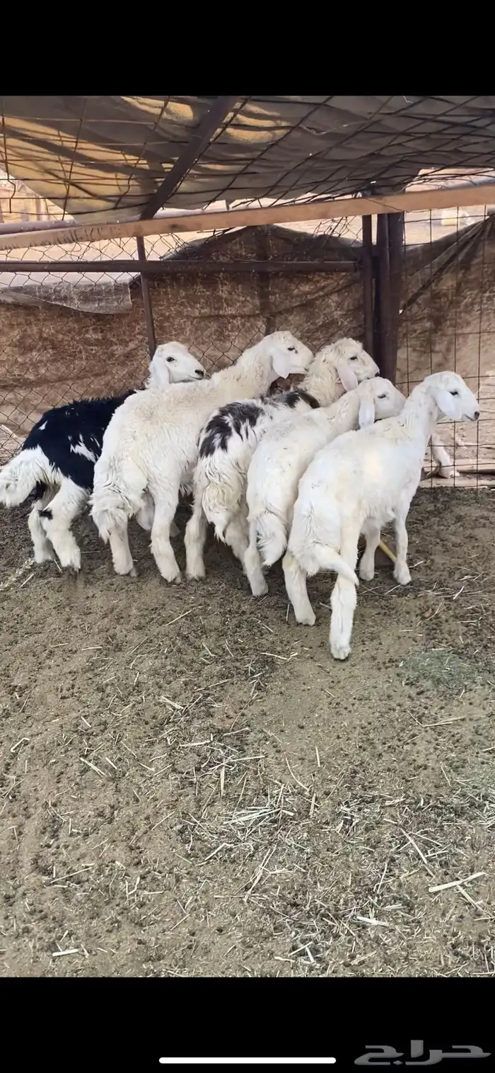 طليان للبيع 0