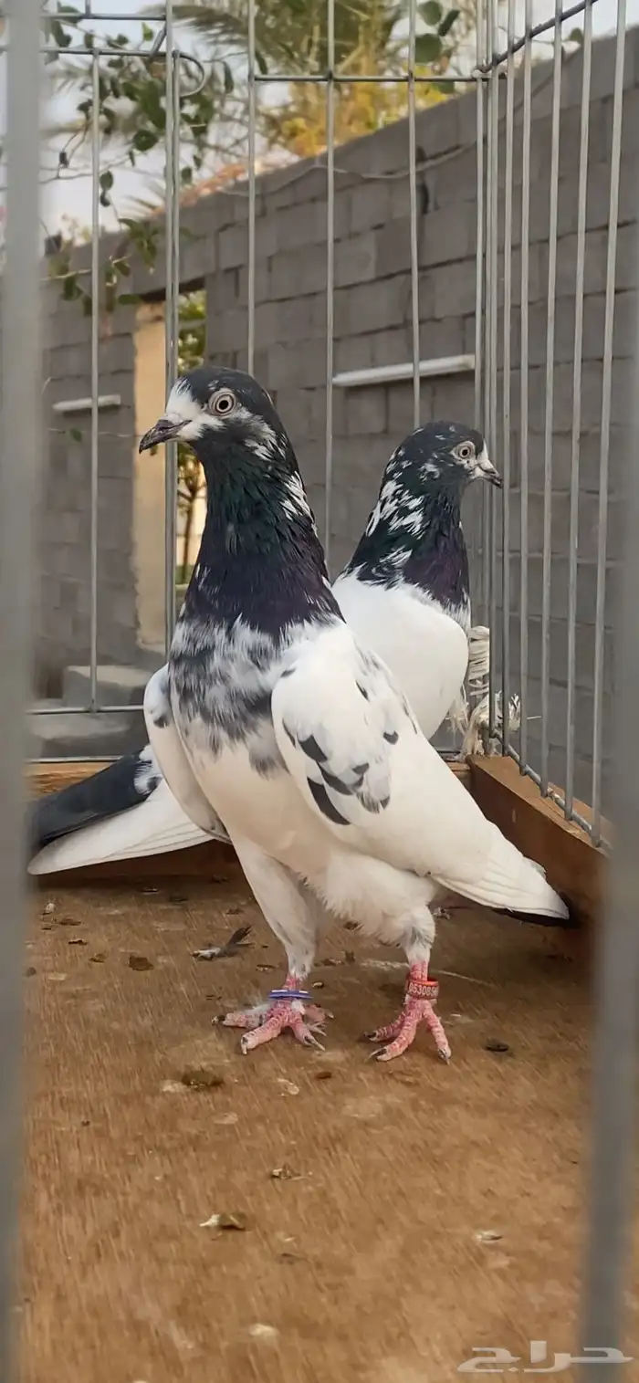 جوز تيدي بيور 4