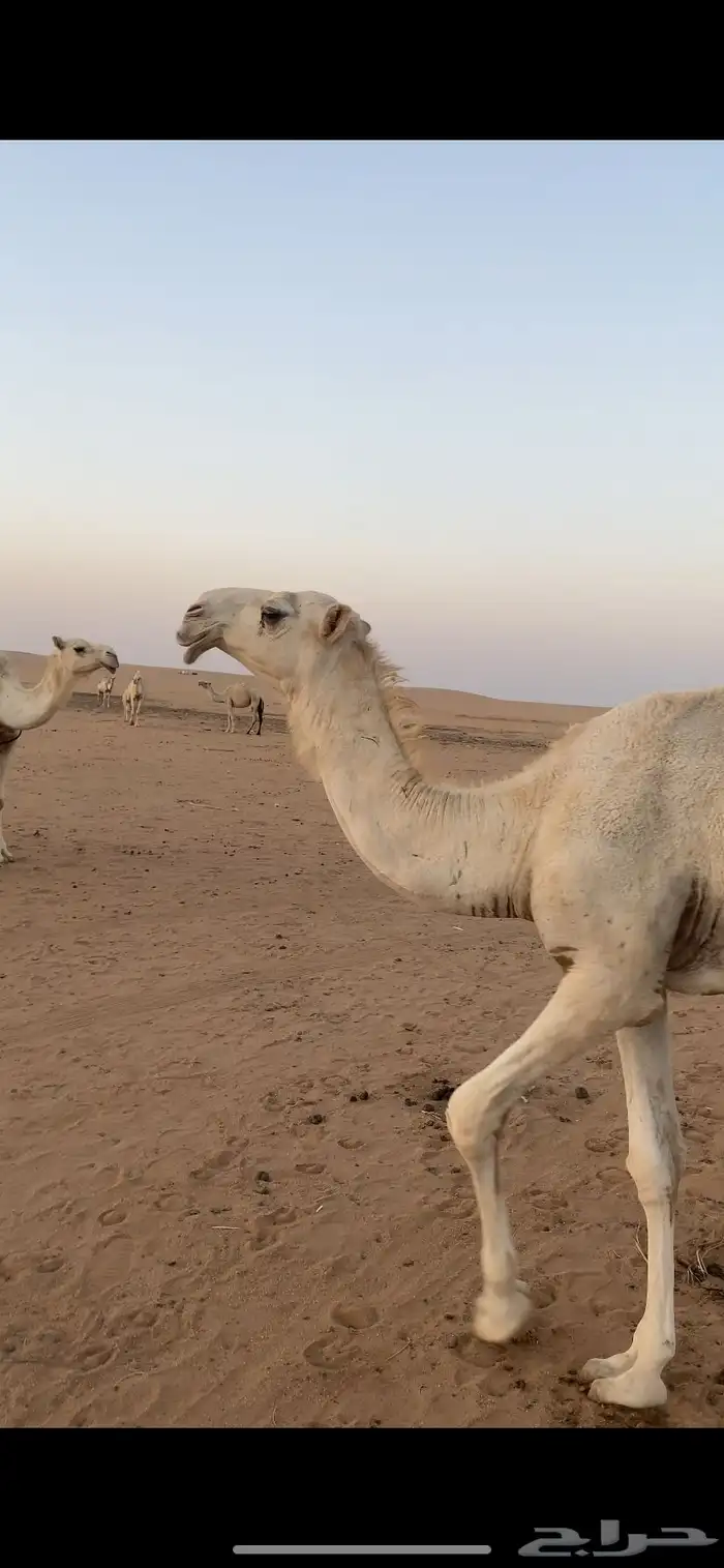 للبيع قعود رماني. ا 1