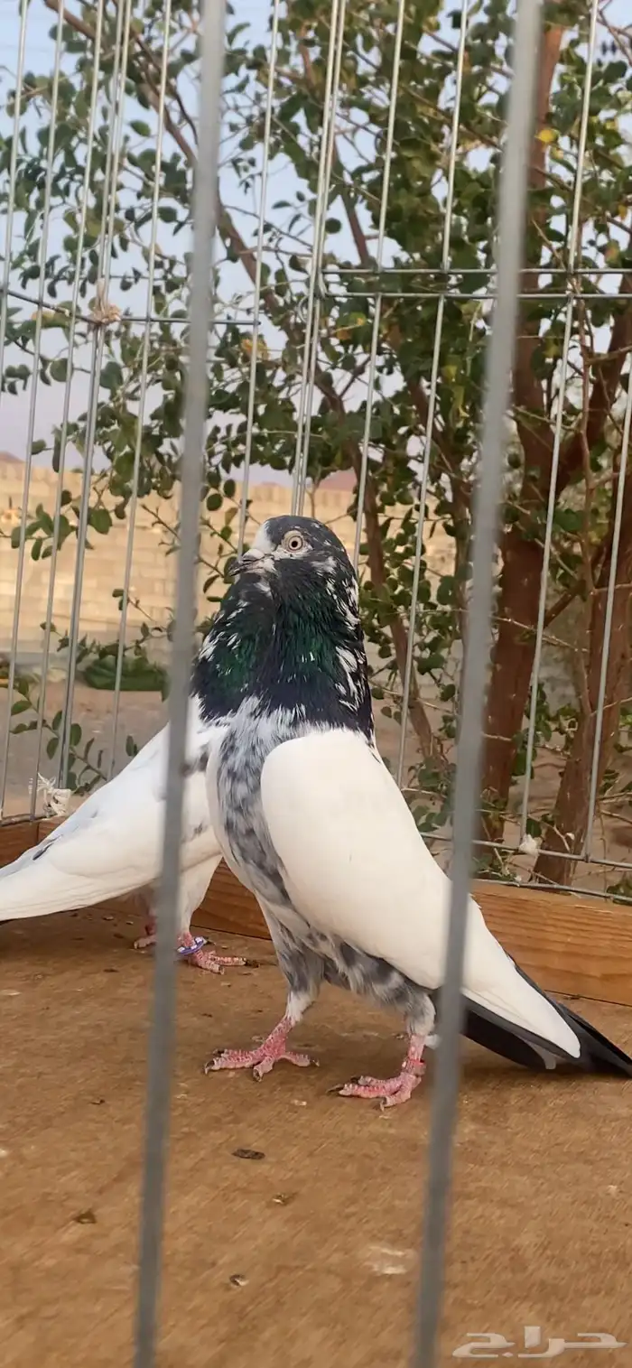 جوز تيدي بيور 2
